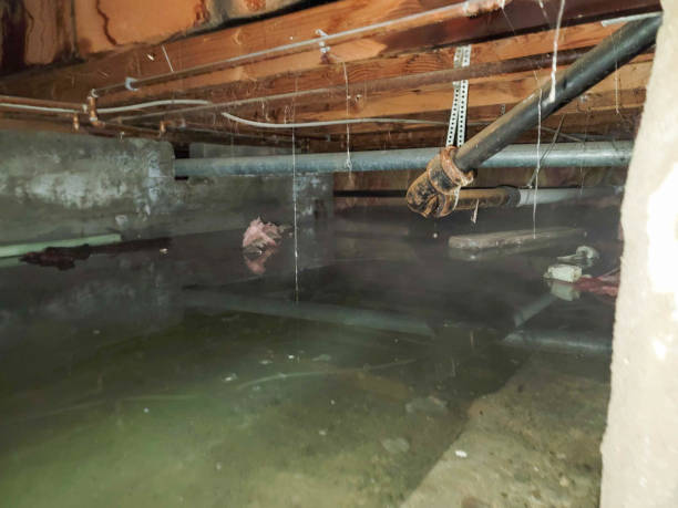 Best Flood restoration services  in USA